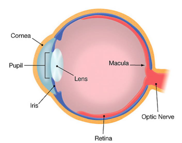 Eye Health